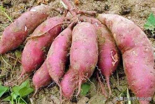 红薯的栽培技术及管理,红薯的栽培技术和方法