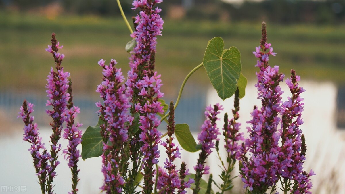 100种常见园林图鉴,列举20类不同的园林花卉