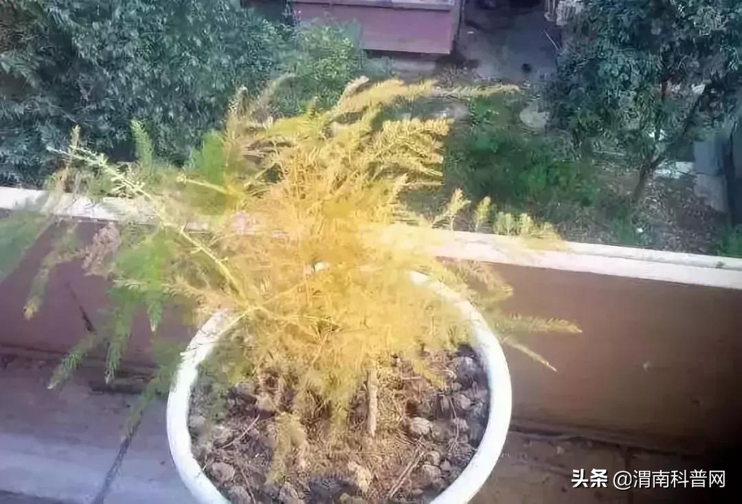 妞嶇墿鍡栧棖闀跨垎鐩嗕笉榛勫彾,鍏绘鐗╀竴涓槦鏈熶笉姝荤殑绉樻柟