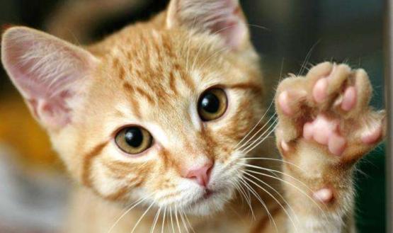 刚到家的猫咪挠门,刚到家的小猫挠我用打疫苗吗