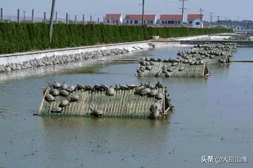 甲鱼好吃最简单的做法,甲鱼怎么样不腥