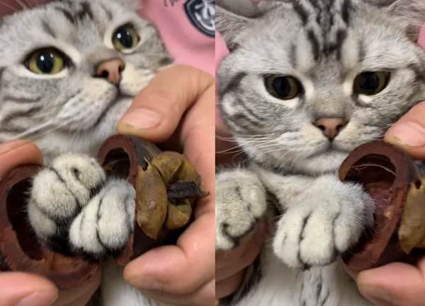 为什么吃山竹会有猫咪失去爪爪,猫咪中的山竹