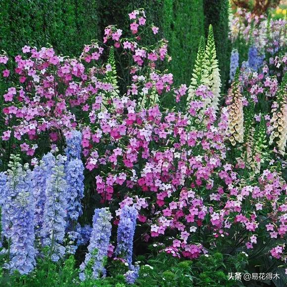 草烟跟香烟的区别,草烟是什么样子的