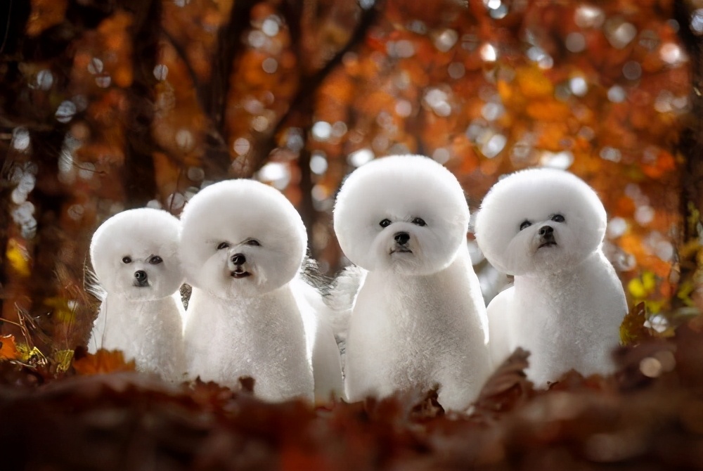 比熊犬寿命一般多少年,比熊犬的寿命是多少年