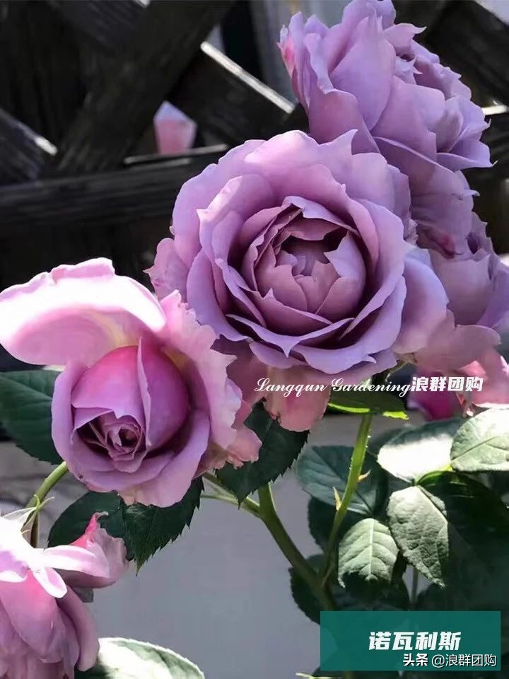 月季哪些品种大花又香,月季哪些品种花期长耐阴耐寒耐旱