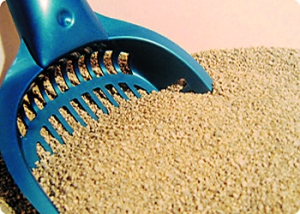 新手养猫铲屎官攻略,猫咪铲屎官新手教程