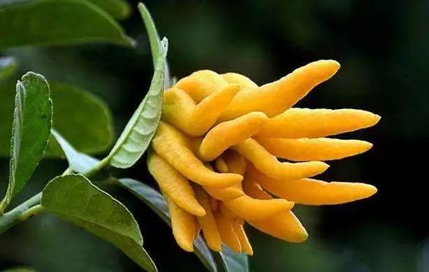 真的是活久见!长成这样居然能吃?