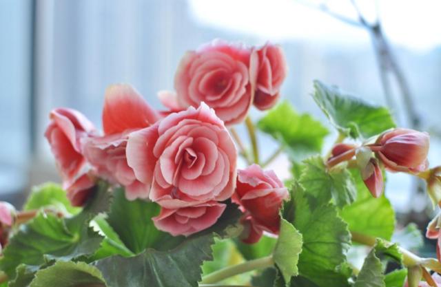 丽格海棠花都被叶子遮住了怎么办,丽格海棠开过花了怎么办