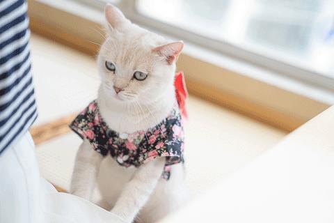 萌化了！十堰茅箭区首届撸猫节，周末约起