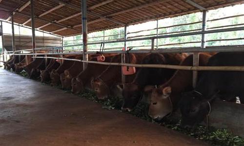 农村小规模养牛怎么赚钱,养牛户如何获得最大利润