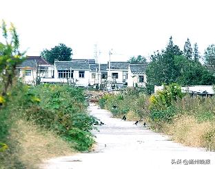 一只喜鹊受伤很多只喜鹊在叫,一只喜鹊受伤另一只盘旋