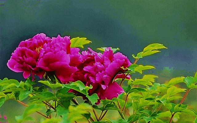 今日重阳愿天下父母健康长寿,重阳节之日愿天下父母健康长寿