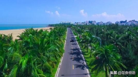 椰子树属于什么类植物,椰子树是热带还是亚热带植物