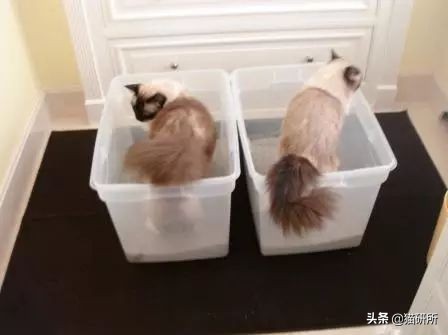 猫咪乱拉如何解决,猫咪乱拉处理方法