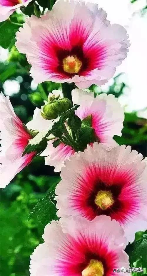 正月初九寓意的吉祥话,正月初九美好的祝福送给有缘的人