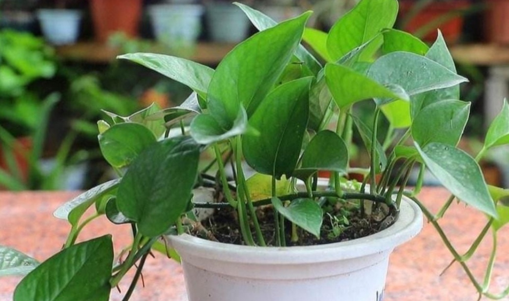 绿萝喜阴还是喜阳几天浇一次水,种植的绿萝喜水吗多久浇一次