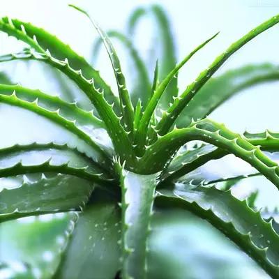 养花如何不把花养死,养花老是养死