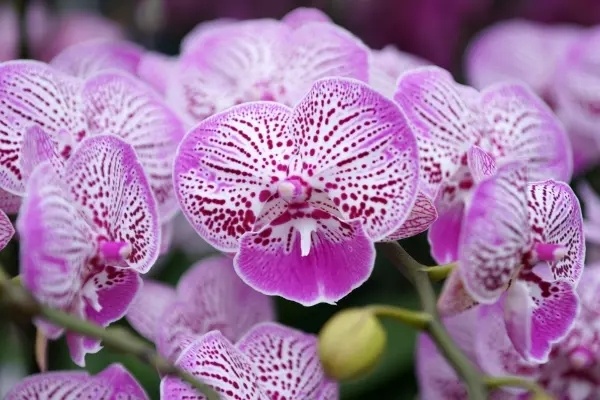 1995年广州芳村石围塘花市,芳村最好看的花市