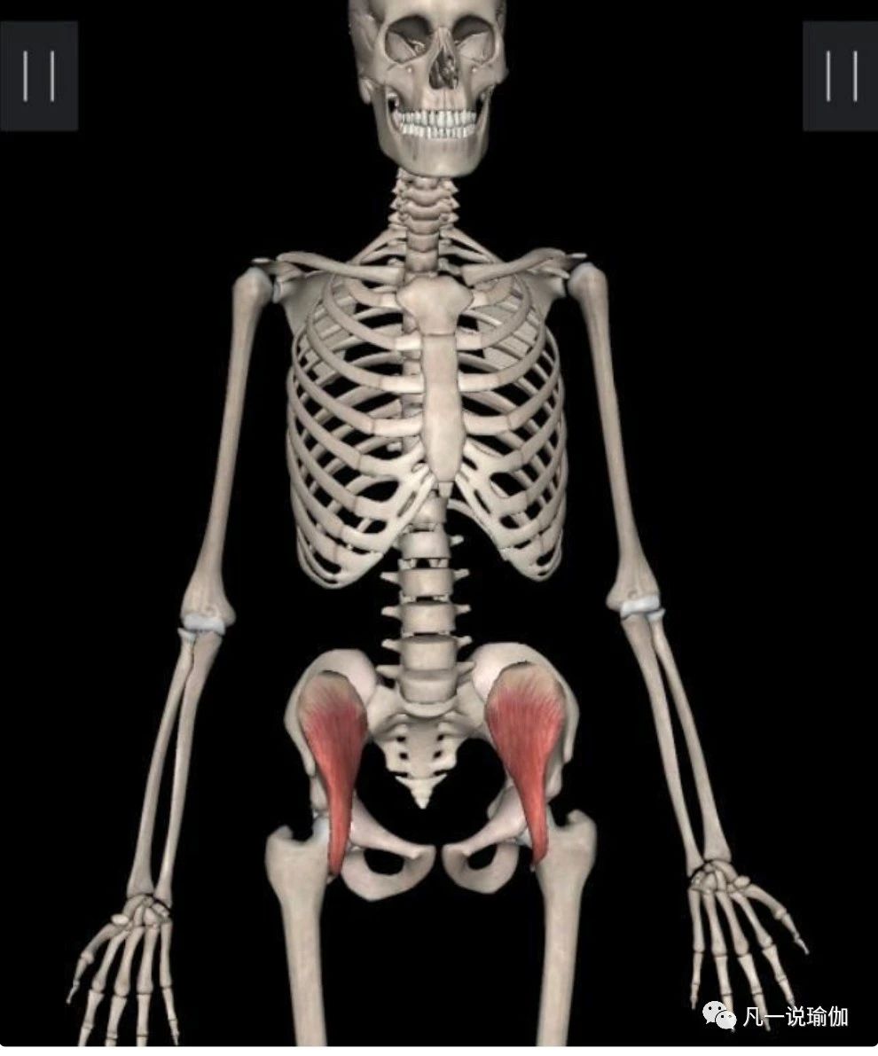 臀部宽瘪的翘臀训练教程,翘臀和臀部紧实的动作