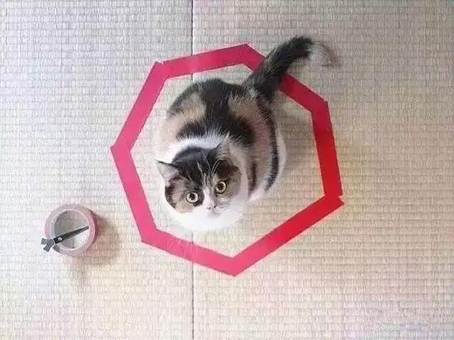 猫咪身体里的神奇小开关,小猫咪身上的几个神奇的器官