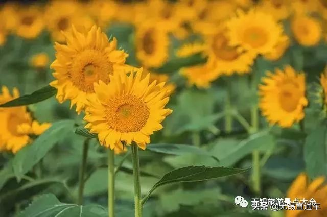 无锡哪里有看花海的景点,无锡秋季花海旅游景点