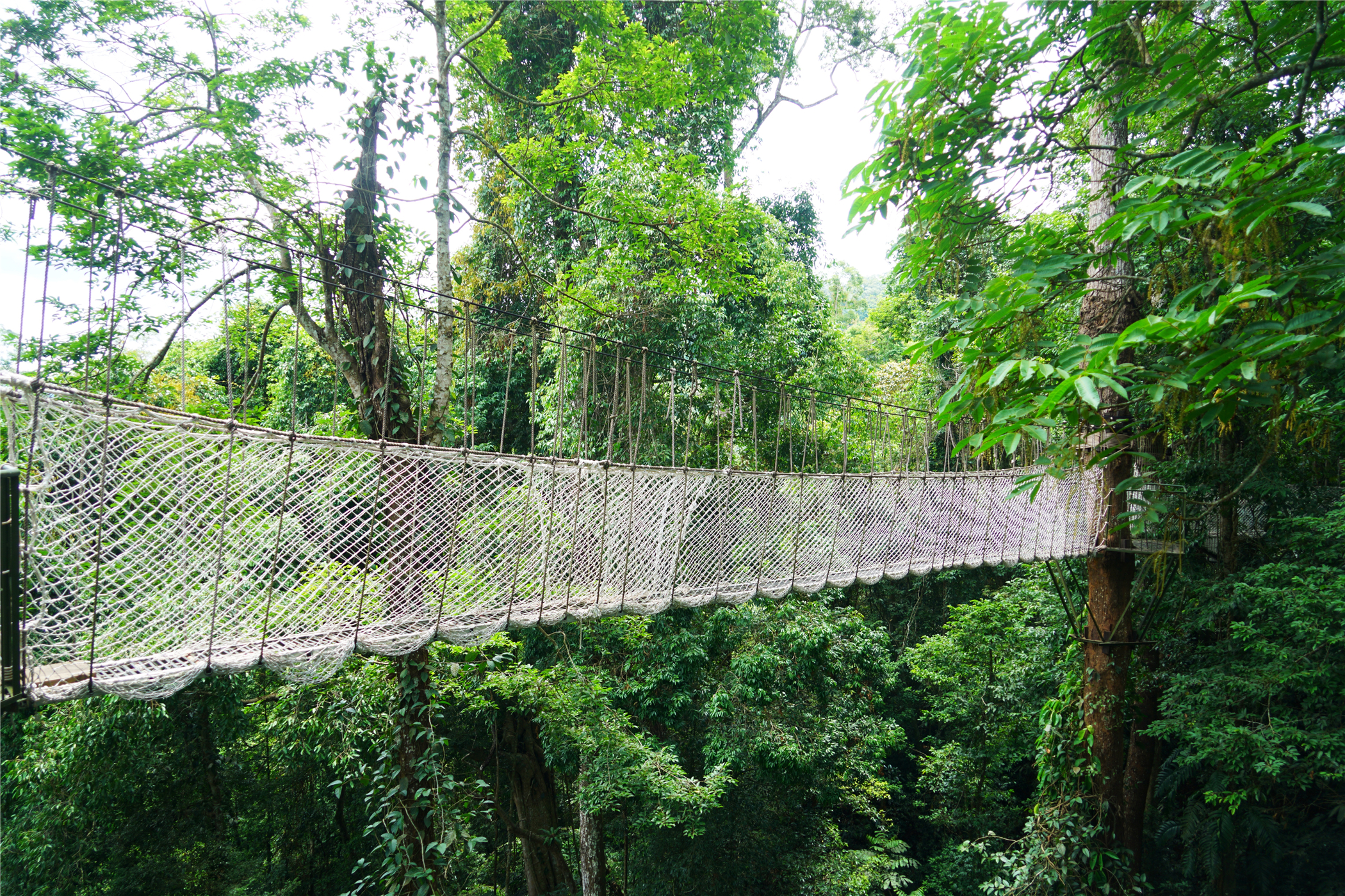 热带雨林丛林深处望天树图片,热带雨林中的望天树
