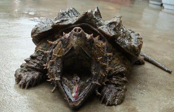 北美鳄算大鳄龟还是算小鳄龟,大鳄龟和北美鳄龟的区别