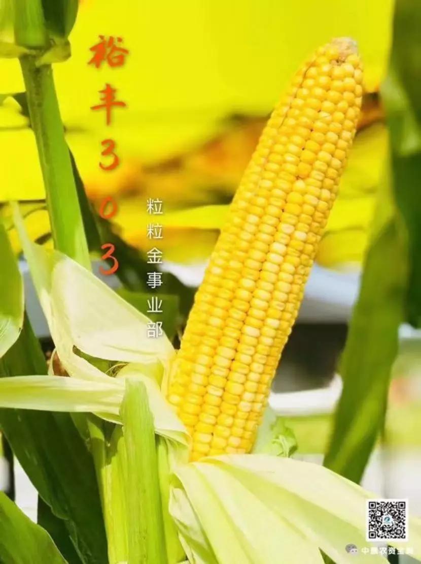 龙头大单品裕丰303的制胜之路,从优秀到卓越的路径图