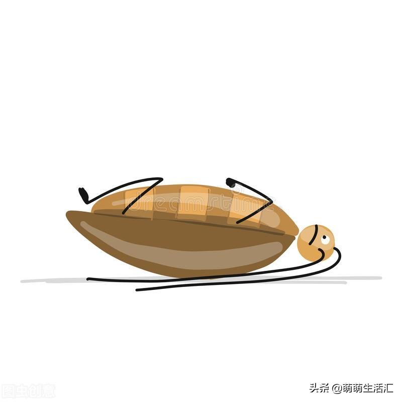 家里有好多蟑螂用什么药,家里有蟑螂怎么办最有效的方法