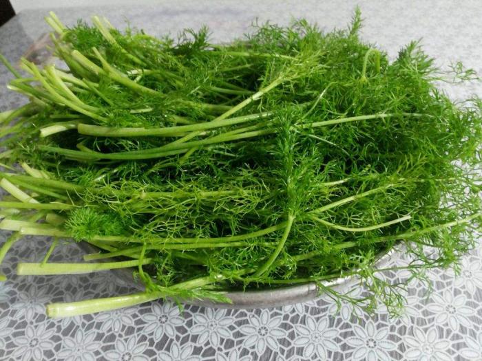 茴香的种植方法及注意事项,茴香栽培技术与方法