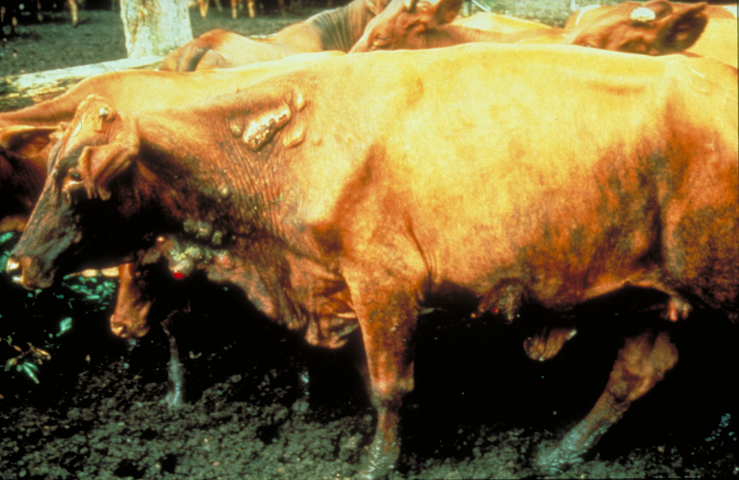 从苍蝇的贡献中得到的启示,苍蝇有哪些科学贡献