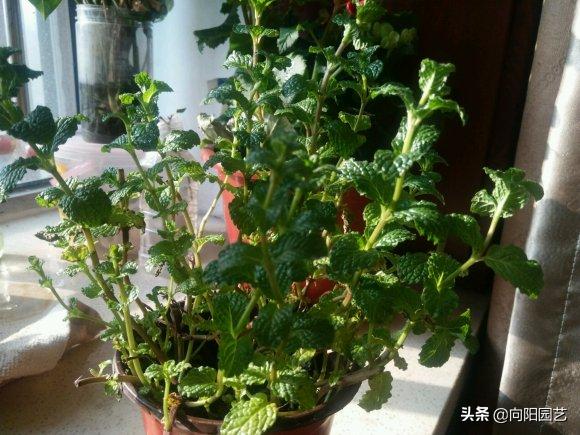 室内养几盆薄荷对人体有好处吗,薄荷在室内怎样养的漂亮