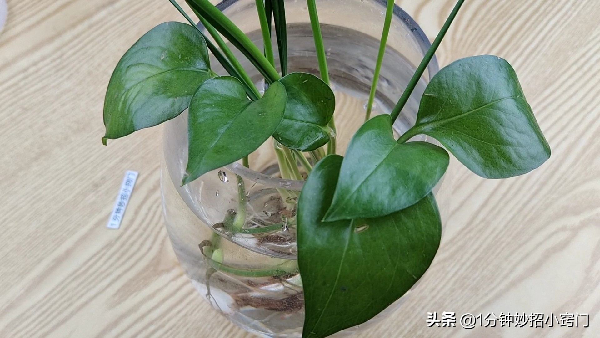 家里摆放绿萝这4个位置不能放,大绿萝摆放十大禁忌