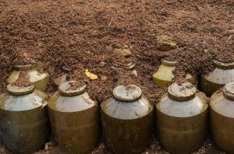 酒糟埋土,如何正确在泥土里埋酒