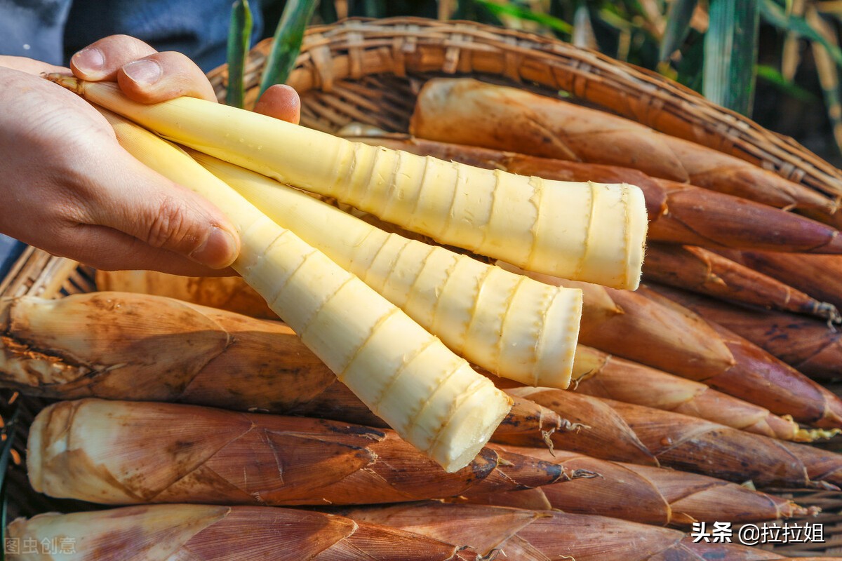 竹笋的6种美味做法解馋又滋补,竹笋最好吃的十种做法