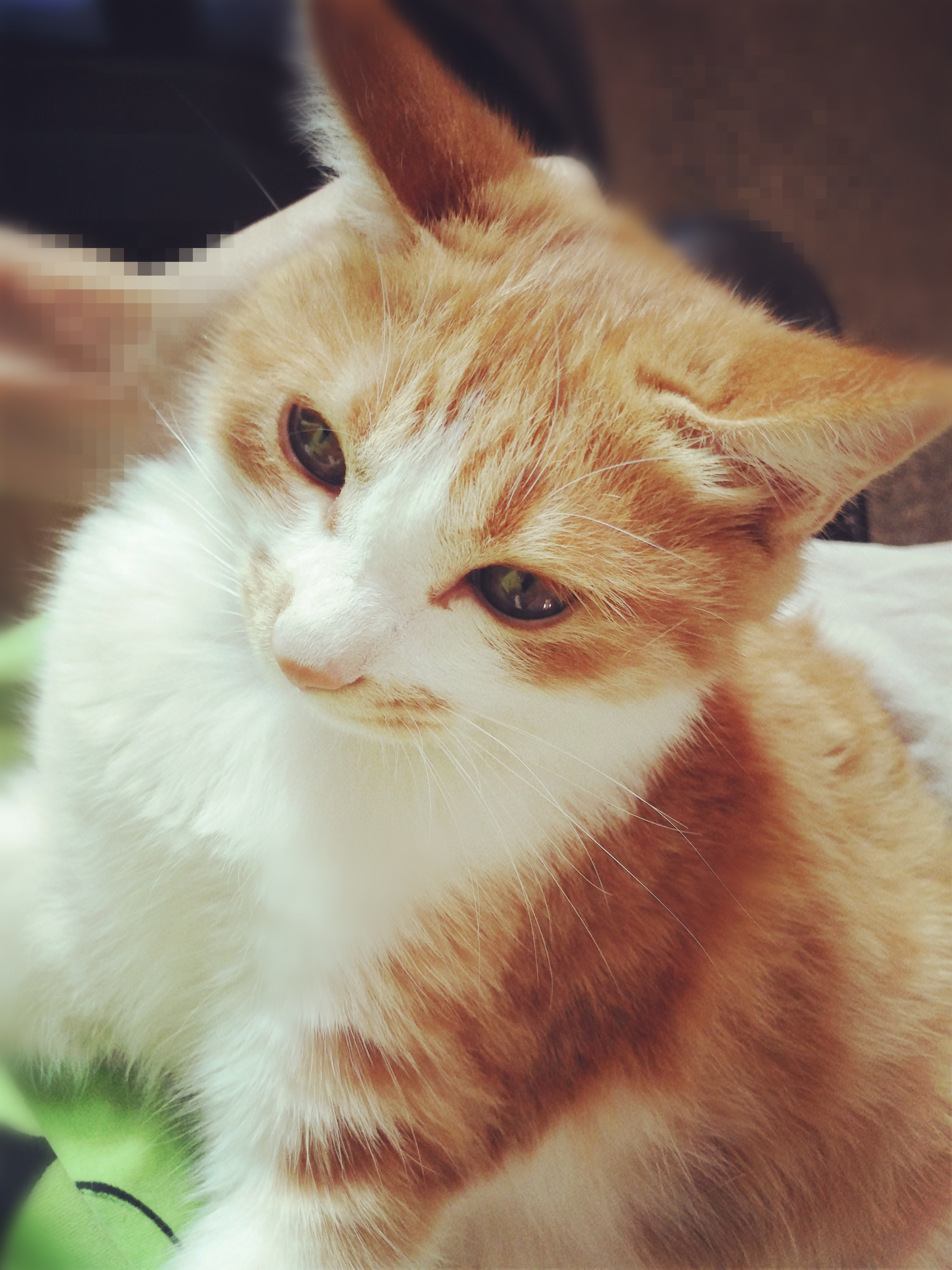 猫咪眼睛常见问题与处理办法,怎么判断猫咪眼睛发炎完全好了