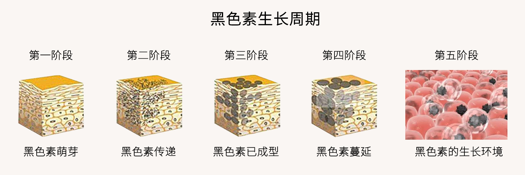 被太阳晒黑了怎样才能快速变白,手怎么才能快速变白