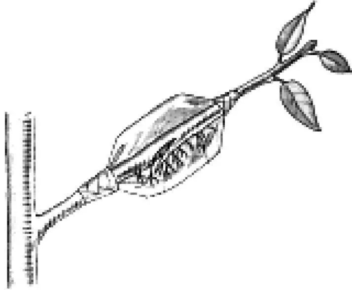 压条属于根繁殖还是茎繁殖,压条繁殖包括哪三种方式