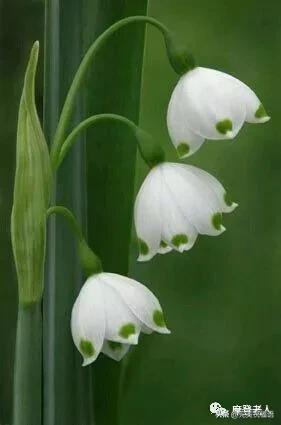 大年初三群相册，有群的都看看，太美了，这辈子见一次值了