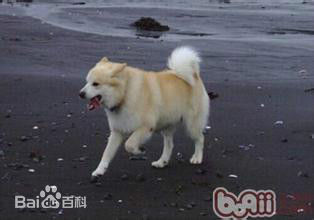 宠物狗小型犬品种排名大全及图片,性格温顺的小型犬有哪些