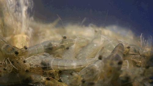 寰愬窞鐏攨铏炬粦,寰愬窞绗竴铏炬粦