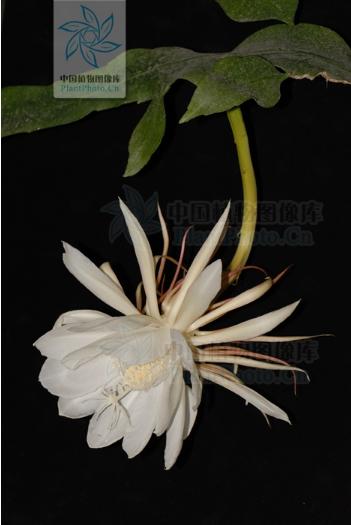 长着叶的模样,干着叶的活,为什么不给它叶的名分