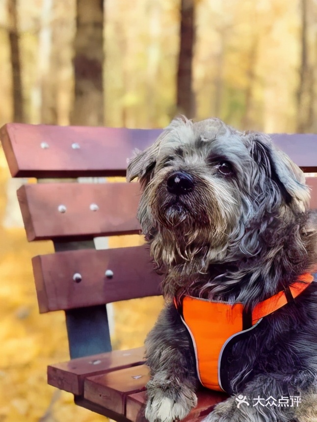 北京哪些公园可以带狗进入游玩,北京适合带宠物玩的地方推荐