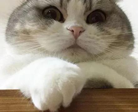 用猫方式对待猫,用手抚摸猫