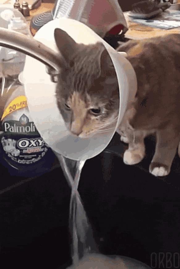 猫狗必备的药,收藏必备药品