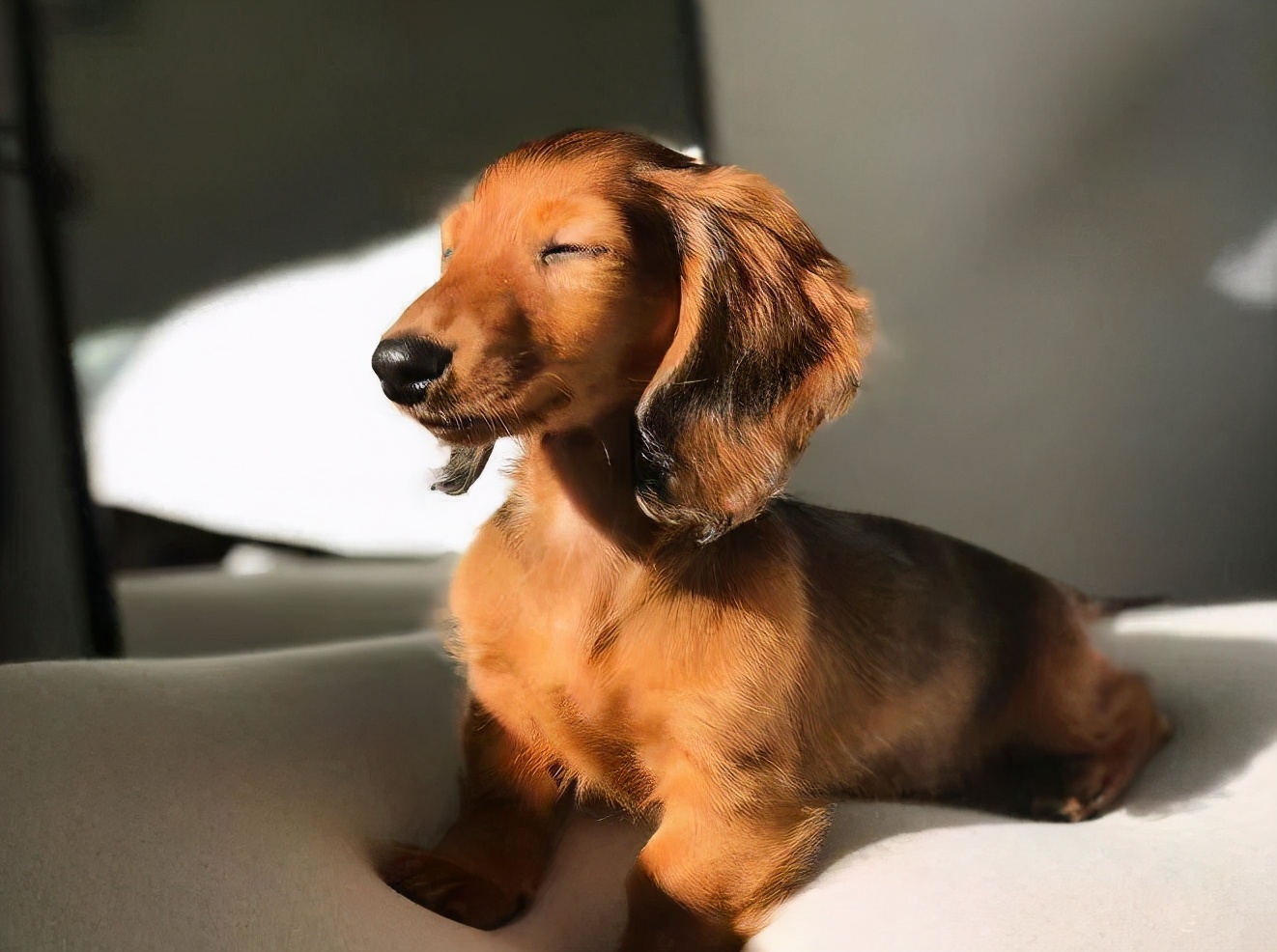 狗狗毛发干枯无光泽怎么打理,狗狗毛发粗糙怎么改善