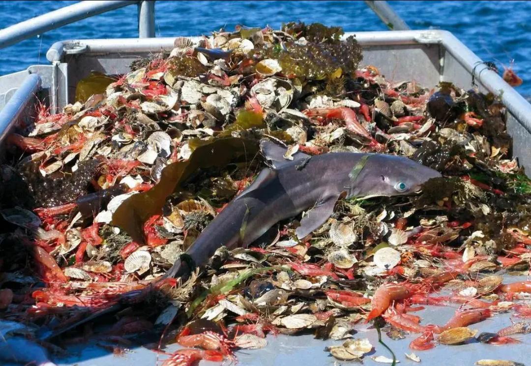 鲸落生万物为什么没有鲨鱼,鲸落为什么突然变成鲨鱼坠落了