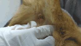 猫咪会长毛囊炎吗,猫咪会长老年斑吗