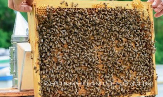 蜜蜂高效养殖技术一本通,农广天地蜜蜂养殖技术
