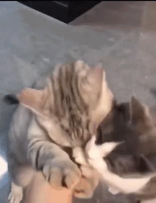 好不容易养大的猫被猪拱了,猫为什么喜欢被猪拱